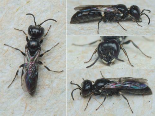 Passaloecus sp.